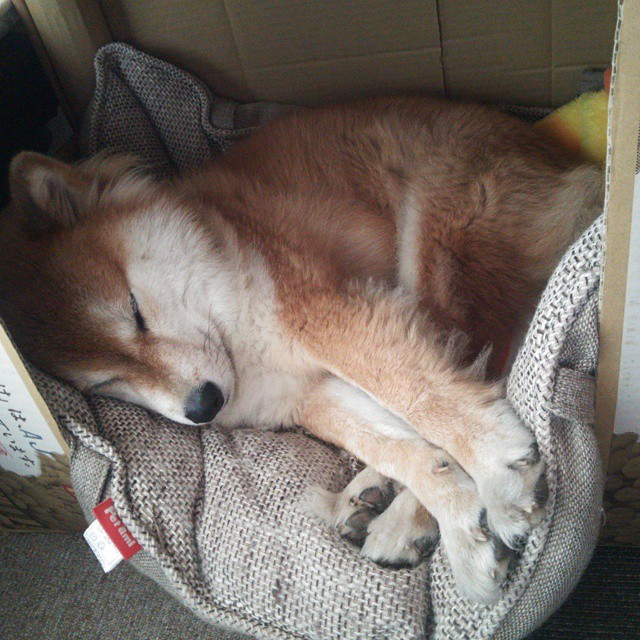 开云官方-克罗地亚铁卫梅开二度，助球队轻松晋级，克罗地亚铁路