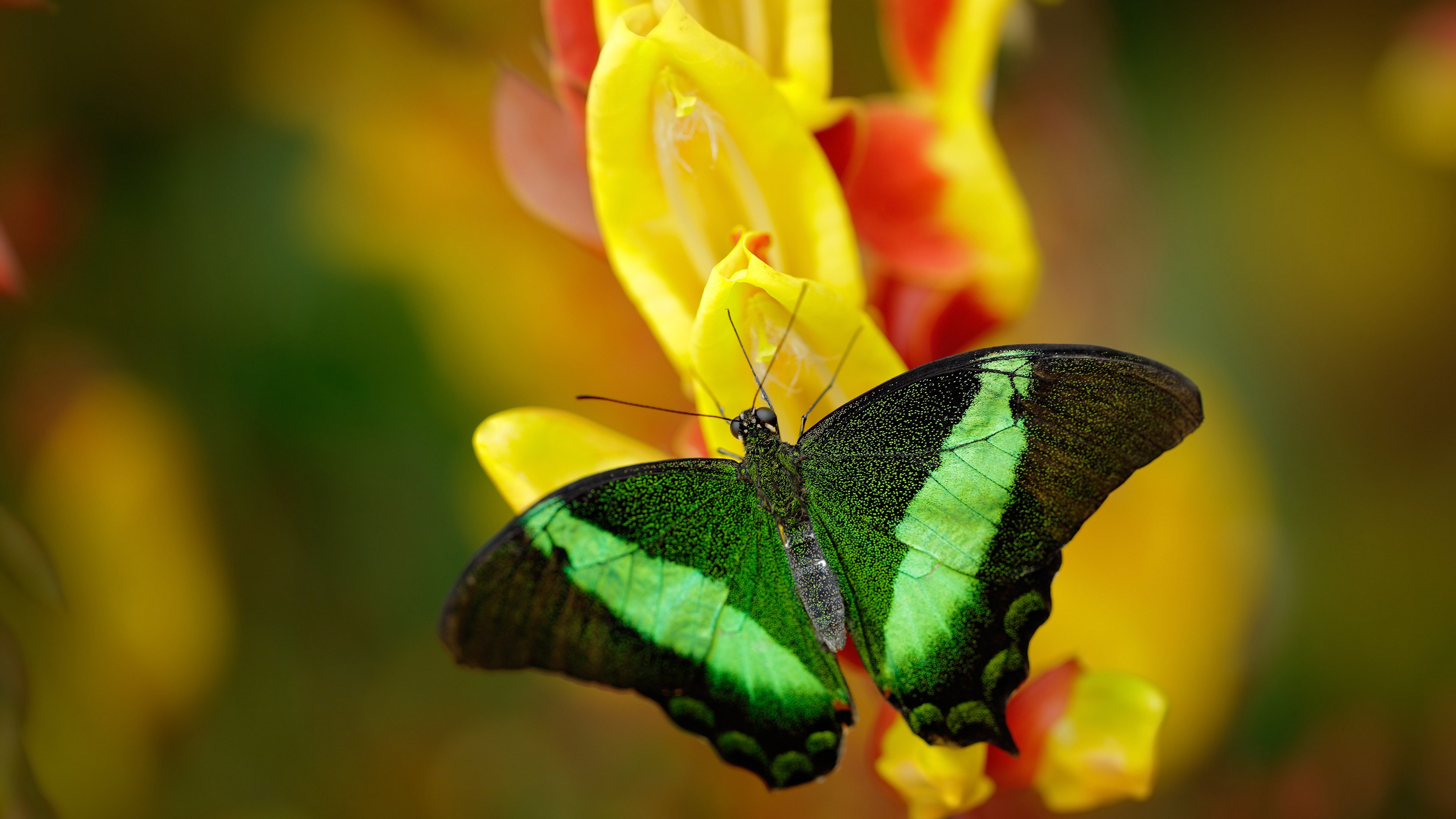 开云官网在线-美国男足在巴黎奥运会上展示了高水平的比赛状态,美国足球队奥运会