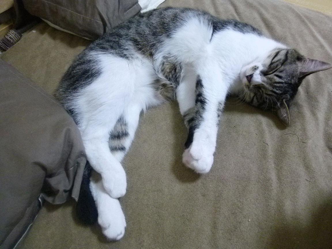 开云官方网页登录-葡萄牙体育射手出色表现获教练点赞，葡萄牙国家队最佳射手