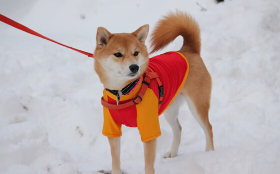 kaiyun-中超年度转会球员技战术适应周期评估,中超联赛转会