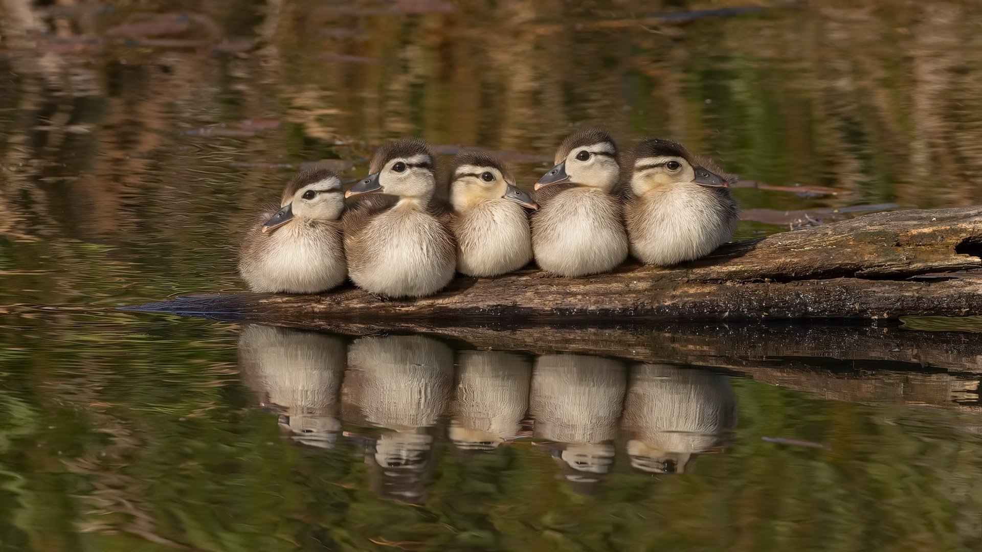 开云kaiyun-克日什托夫决赛展现蝶泳实力，克日什托夫·索什斯基