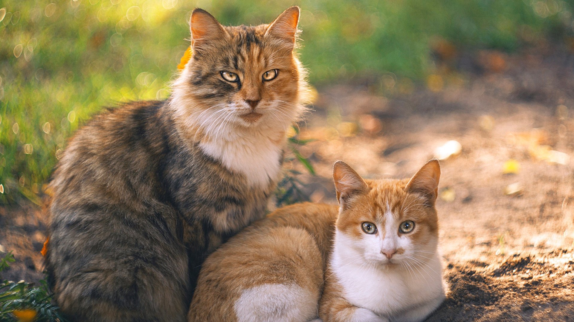 开云·体育官网APP下载-奥康纳的脚法与视野让袋鼠队的进攻更具威胁,奥康纳开的车