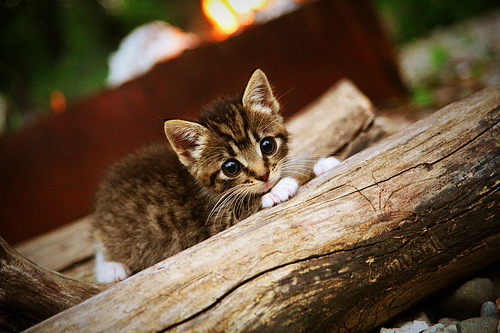 开云中国-曼城持续强势,豪取多场胜利锁定榜首