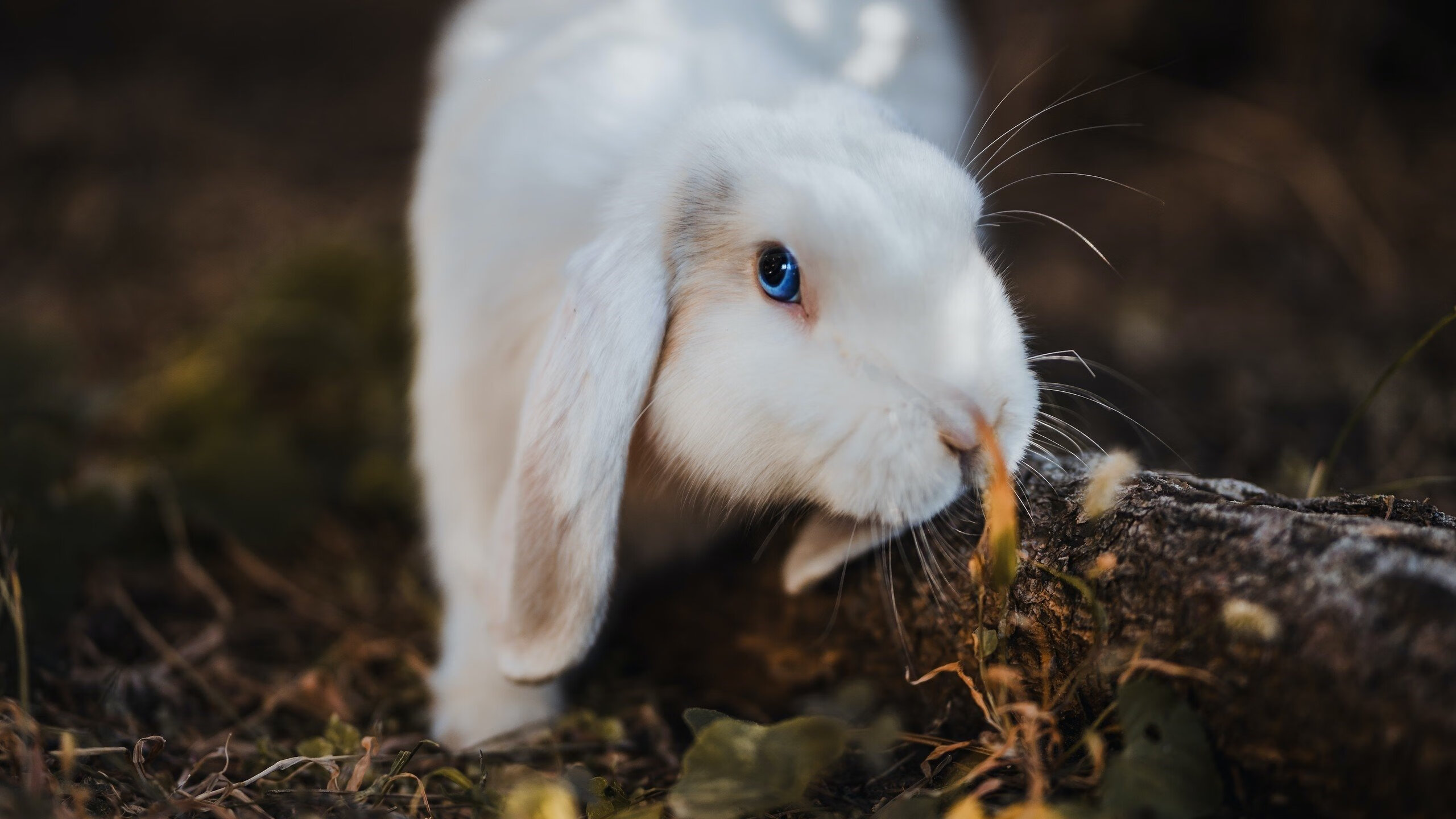 开云官方-田径运动视频数据库接入国家科研平台,田径训练网站