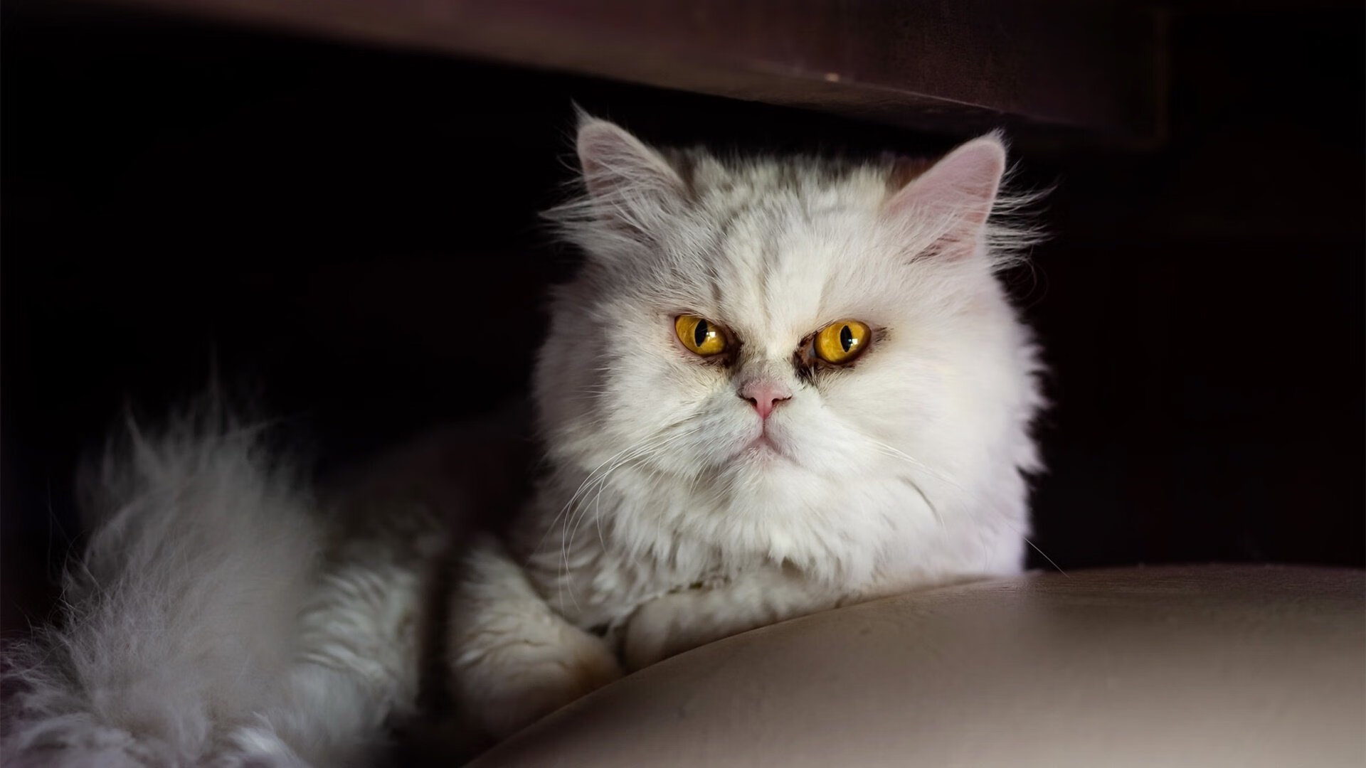 开云·体育全站登录地址-英超惊天反转：从落后到胜利的完美逆袭，英超最大逆转夺冠